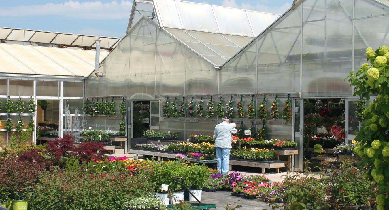 greenhouse plants