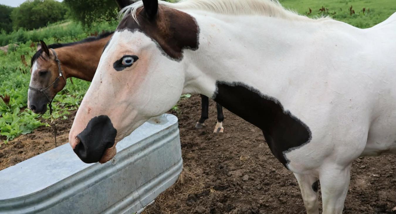 Equine therapy mares
