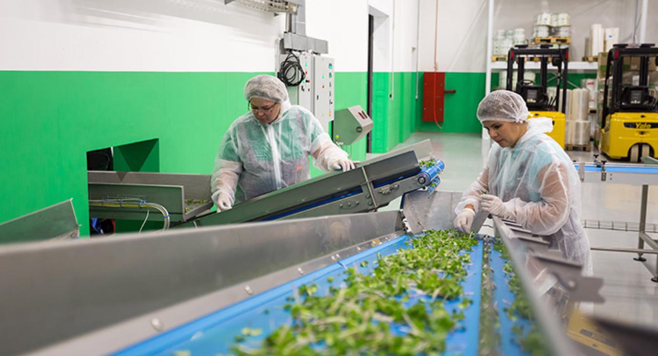 Agronomists in factory