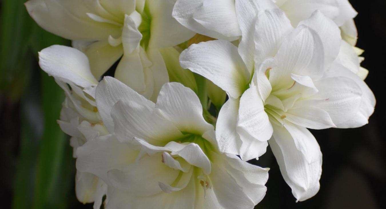 amaryllis bloom