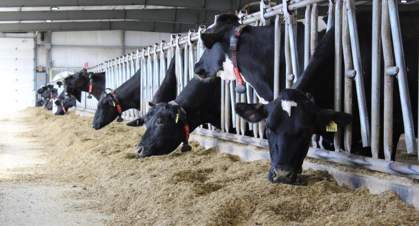 dairy cows eating silage