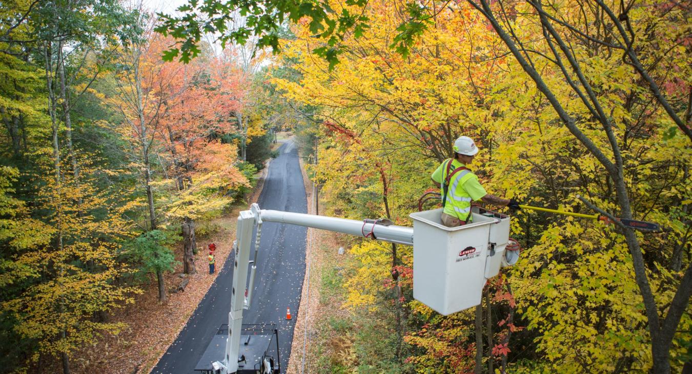 Tree trimming