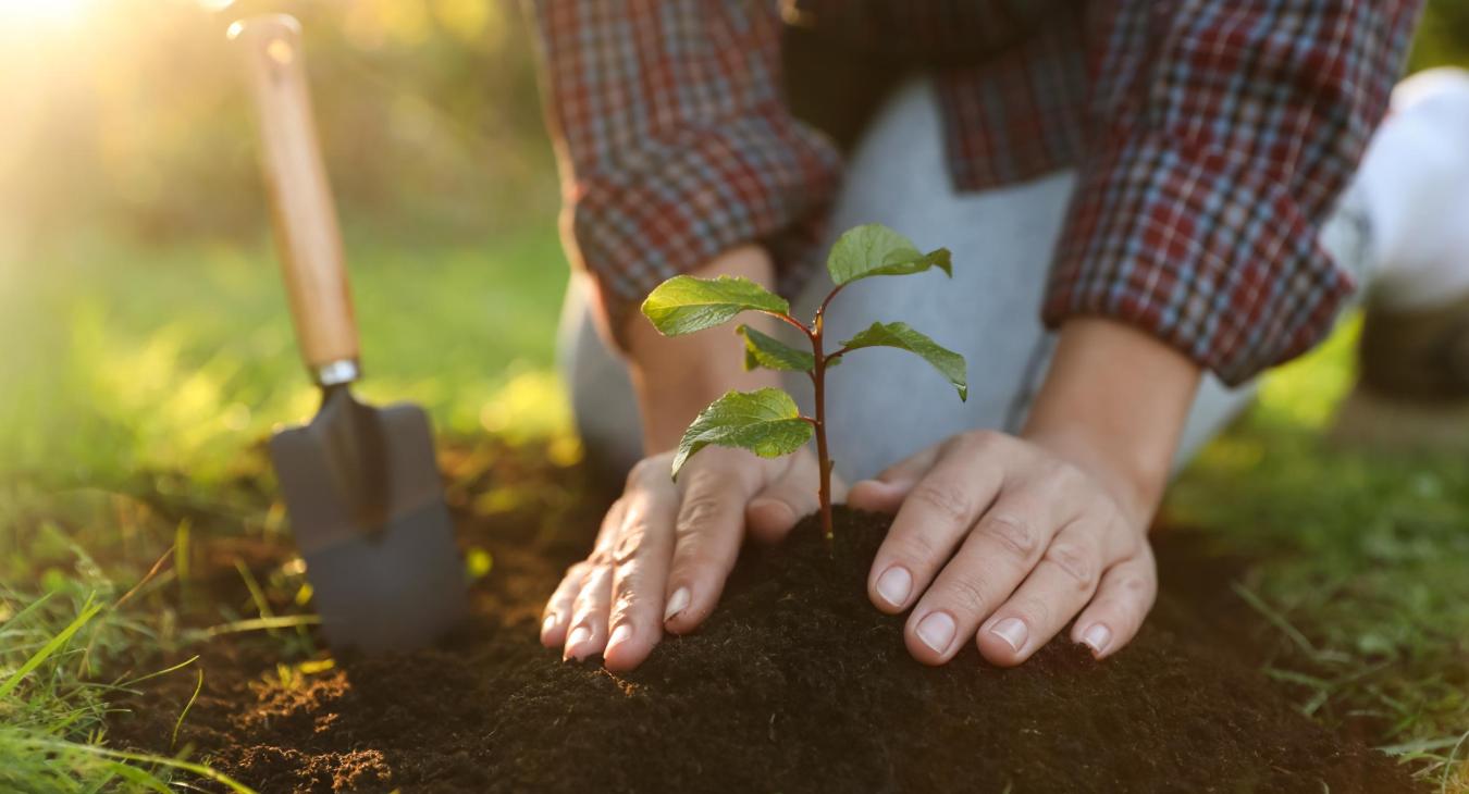 planting a tree