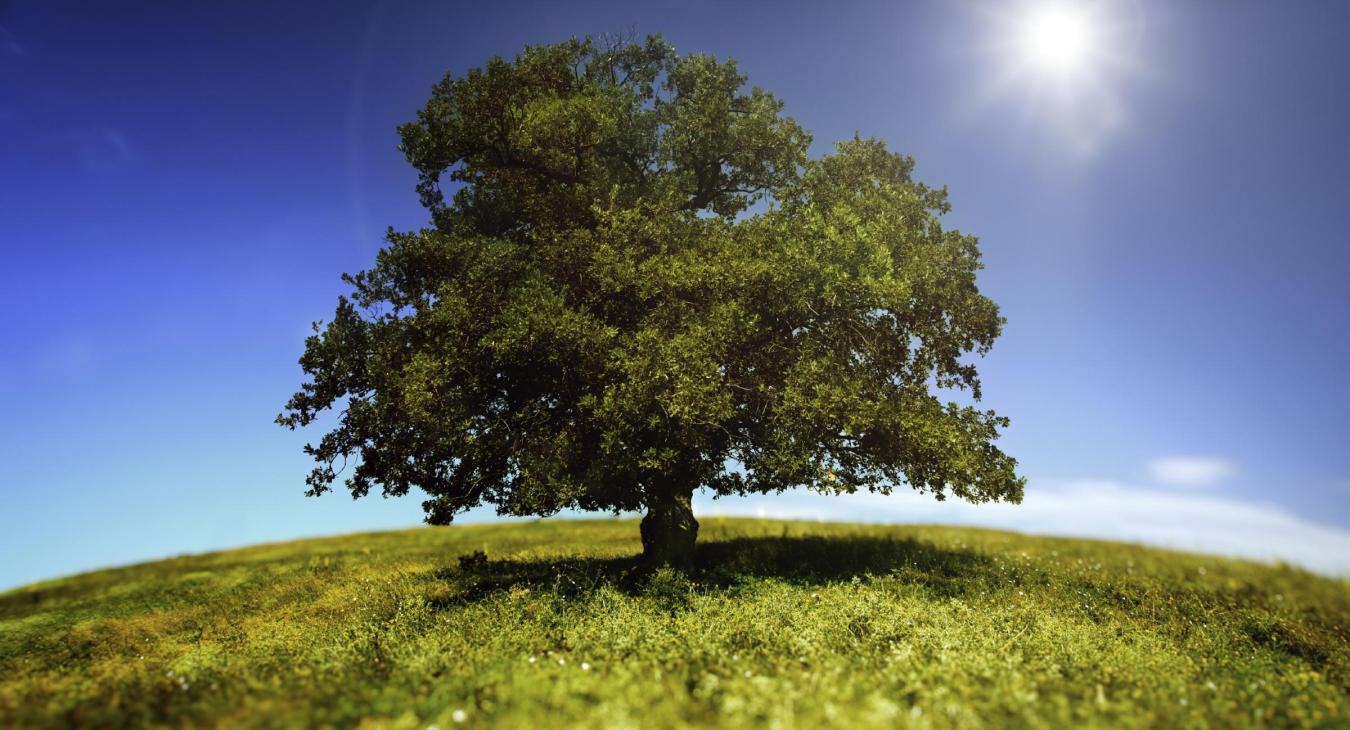 Summer tree in a field